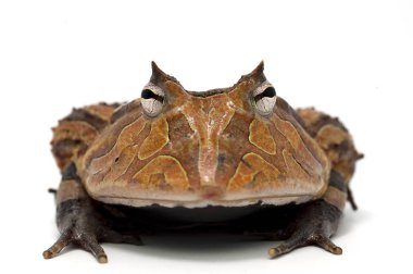 izole kurbağa beyaz backgrounde