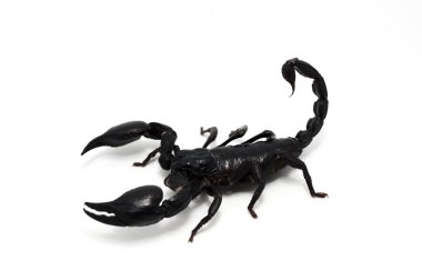 Akrep beyaz arkaplanda izole edildi