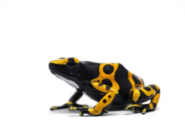 izole kurbağa beyaz backgrounde