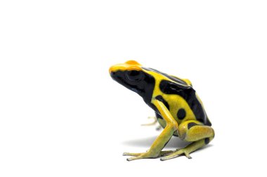 izole kurbağa beyaz backgrounde