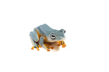 izole kurbağa beyaz backgrounde