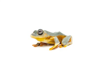 izole kurbağa beyaz backgrounde