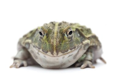 izole kurbağa beyaz backgrounde
