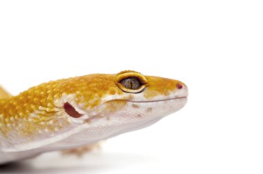 Gecko beyaz arkaplanda izole edildi
