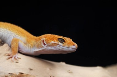siyah arka plan üzerine izole gecko kertenkele