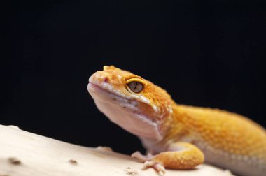 siyah arka plan üzerine izole gecko kertenkele