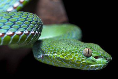 Siyah arka plan üzerine izole yılan