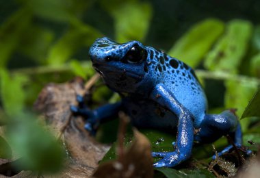 siyah arka plan üzerine izole kurbağa
