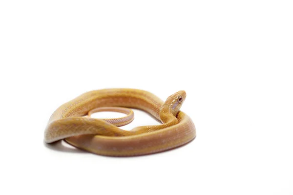 Putih reptil ular terisolasi — Stok Foto