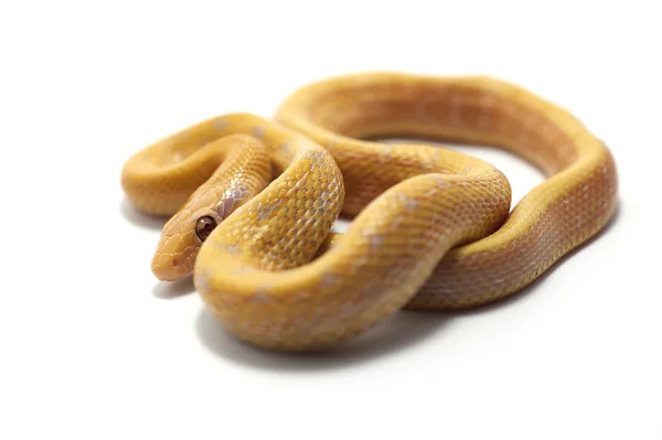 Serpiente reptil blanco aislado —  Fotos de Stock