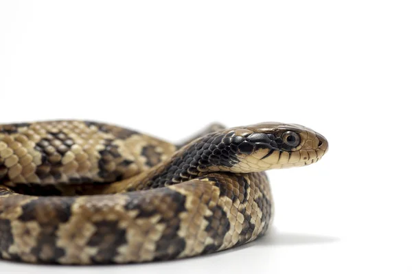 蛇爬虫類白い分離 — ストック写真