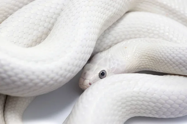 Serpente rettile bianco isolato — Foto Stock