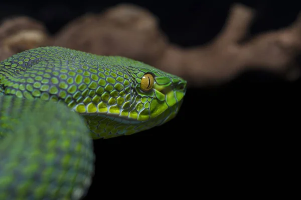 Snake isolated on black background — Stock Photo, Image