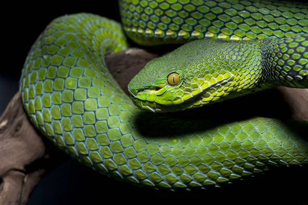 Serpiente aislada sobre fondo negro —  Fotos de Stock