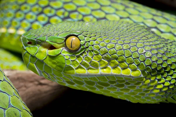 Serpente isolato su sfondo nero — Foto Stock