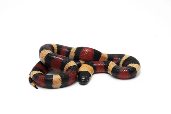 뱀 파충류 흰색 절연 — 스톡 사진