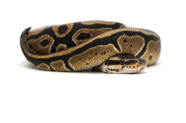Réptil de serpente branco isolado — Fotografia de Stock