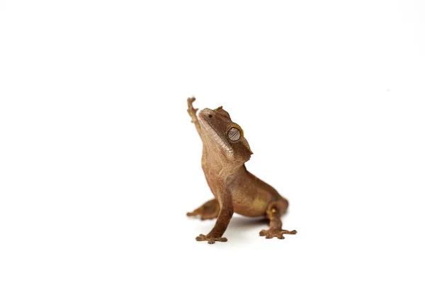 Gecko isolated on white background — Stock Photo, Image