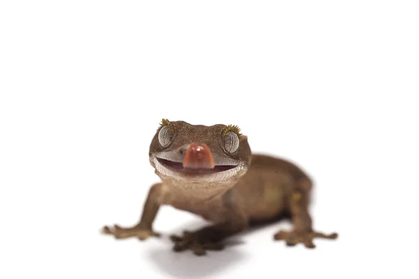 Lagarto geco fondo blanco aislado —  Fotos de Stock