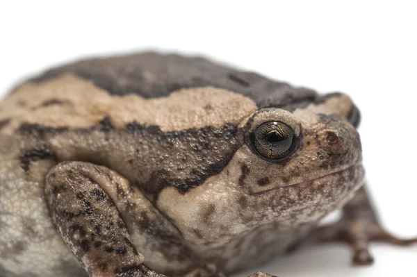 고립 된 개구리 화이트 backgrounde — 스톡 사진
