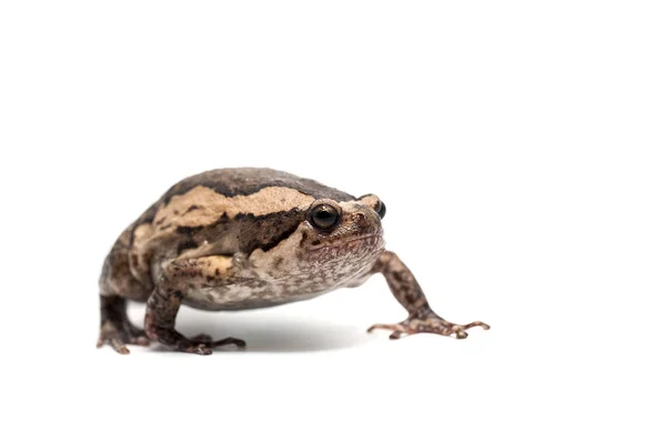 Frog white backgrounde isolated — Stock Photo, Image