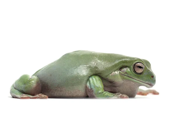 Backgrounde żaba biały na białym tle — Zdjęcie stockowe