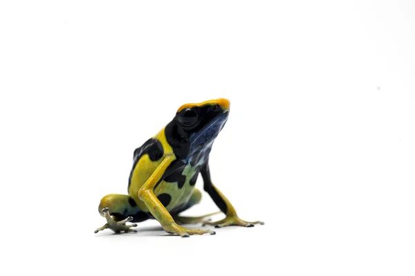 Frog white backgrounde isolated — Stock Photo, Image