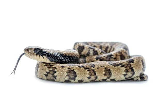 Réptil de serpente branco isolado — Fotografia de Stock