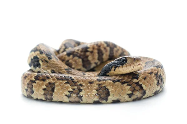 Orm reptil vita isolerade — Stockfoto