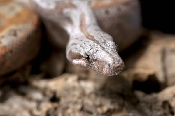 Serpiente aislada sobre fondo negro — Foto de Stock