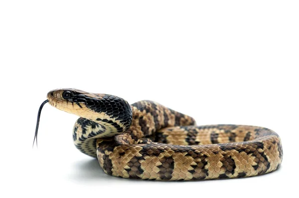 Orm reptil vita isolerade — Stockfoto