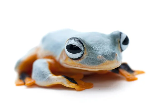고립 된 개구리 화이트 backgrounde — 스톡 사진