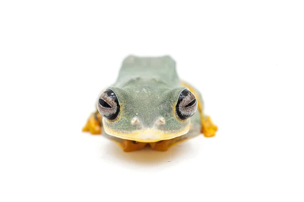 Sapo fundo branco isolado — Fotografia de Stock