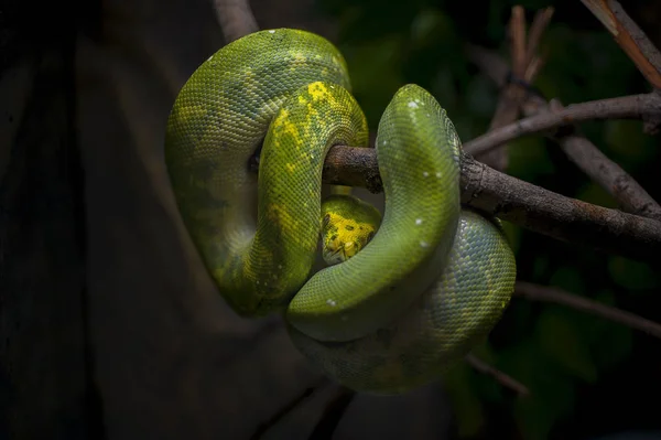 Serpiente aislada sobre fondo negro —  Fotos de Stock