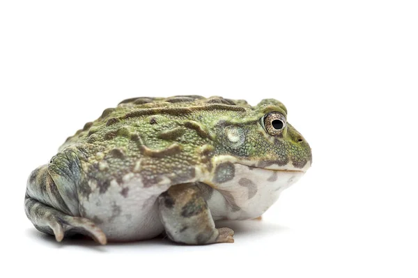 Grenouille fond blanc isolé — Photo