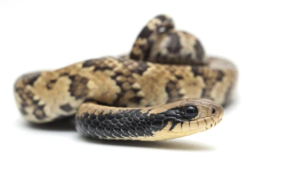 Orm reptil vita isolerade — Stockfoto