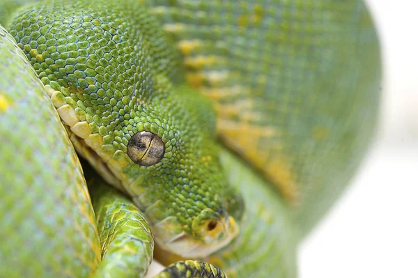 Green tree python — Stock Photo, Image