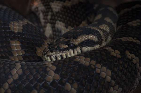 Snake na białym na czarnym tle — Zdjęcie stockowe