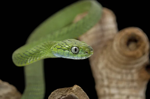 Snake isolated on black background — Stock Photo, Image