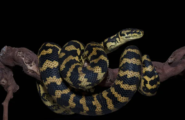 Змея изолированы на черном фоне — стоковое фото