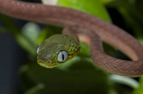 黒の背景に分離されたヘビ — ストック写真