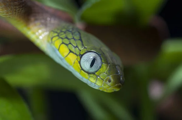 黒の背景に分離されたヘビ — ストック写真