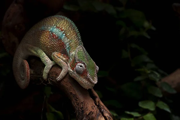 Chameleon isolated on black background — Stok fotoğraf