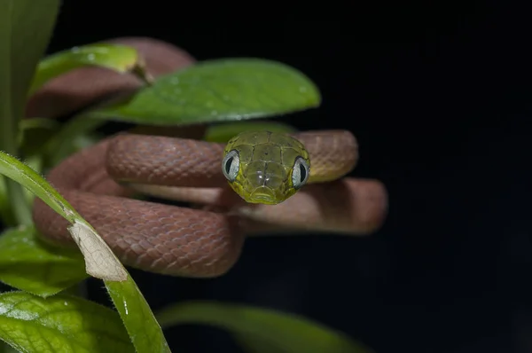 黒の背景に分離されたヘビ — ストック写真