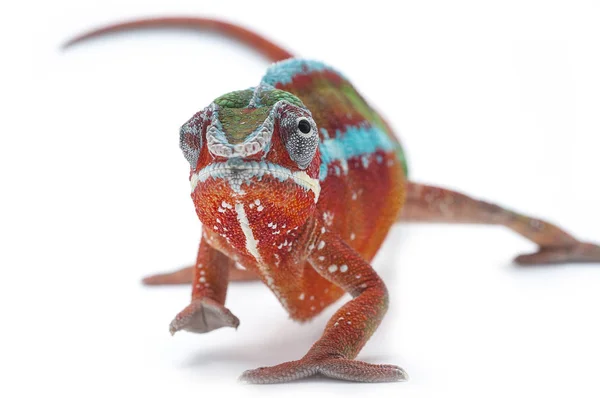 Chameleon červená bílá, samostatný — Stock fotografie