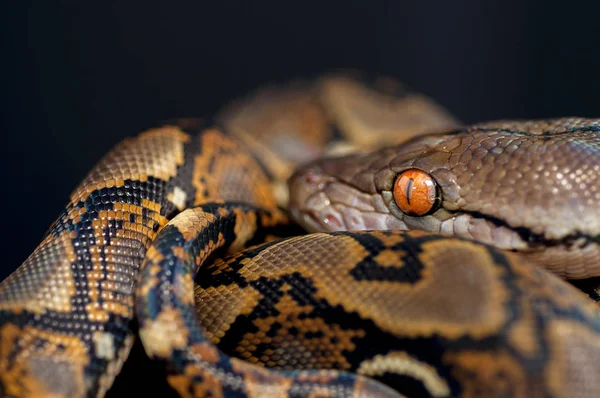 黒の背景に分離されたヘビ — ストック写真