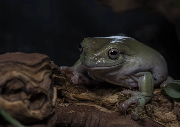 Rana isolata su sfondo nero — Foto Stock