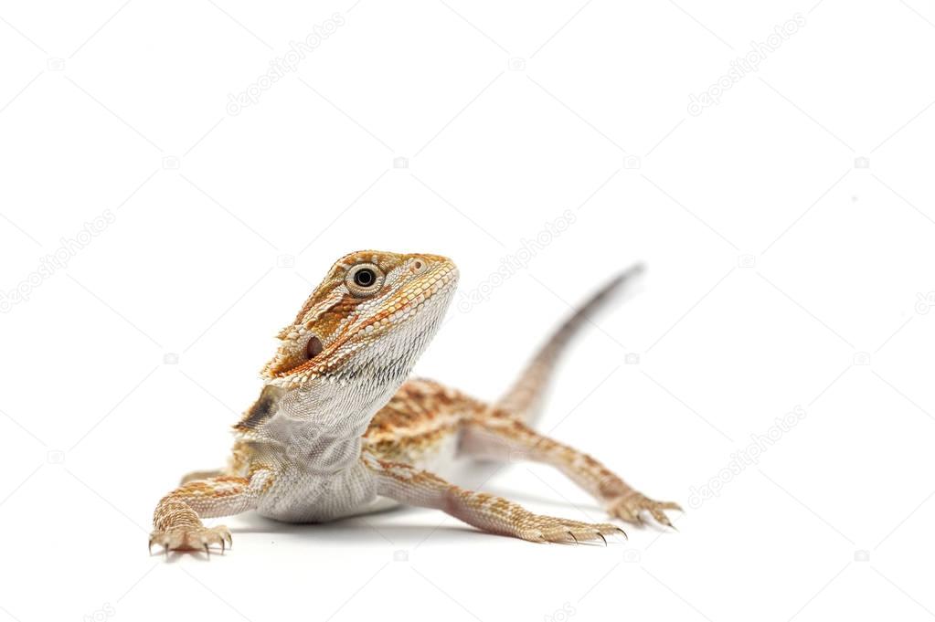 Lizard gecko isolated on white background