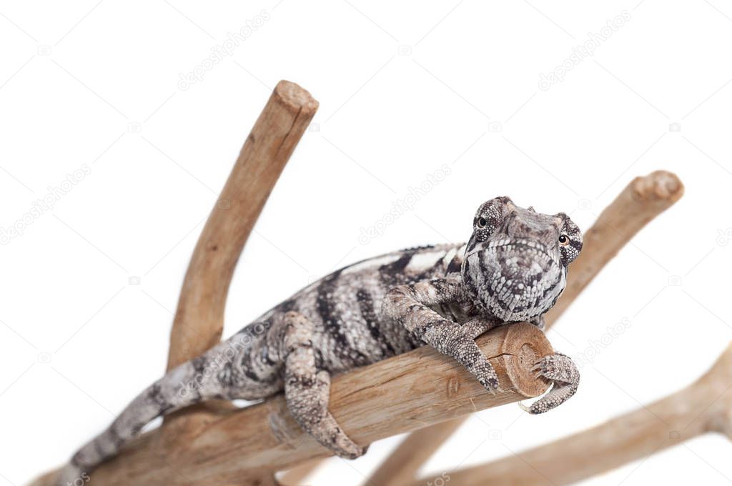 Chameleon lizard isolated on white background