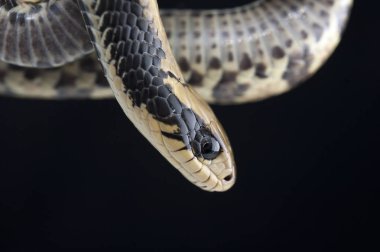 Siyah arka plan üzerine izole yılan